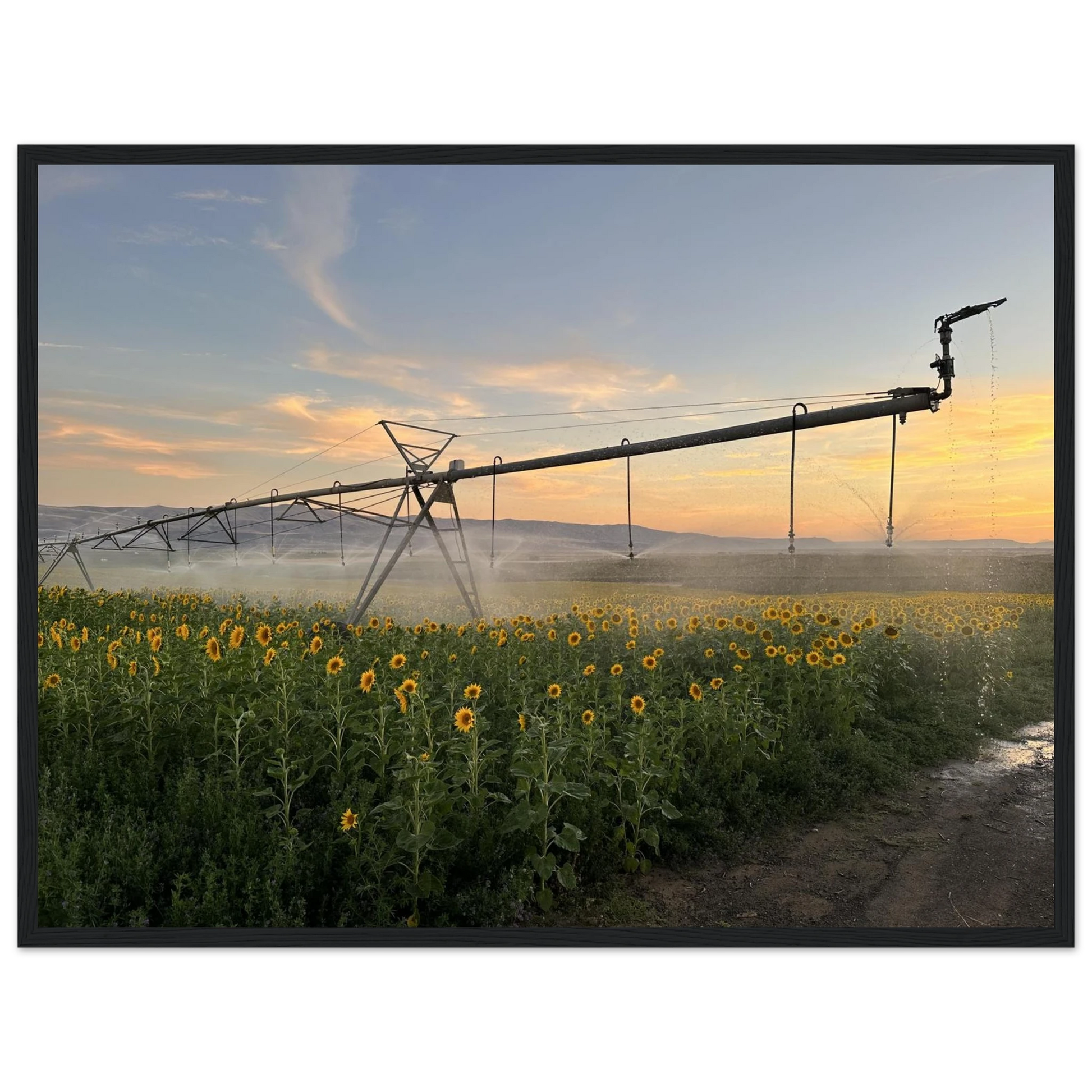 43aa3f6f-32d8-442b-bdad-eb866ba5d1aa